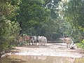 Parque Nacional Aguaro-Guariquito