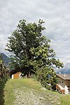 Partschins sweet chestnut at Happichl.jpg