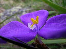 Dierama - Wikipedia