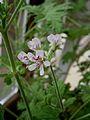 Pelargonium × graveolens flowers