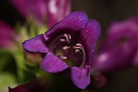 Penstemon serrulatus