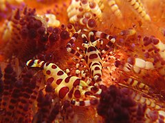 Periclimenes colemani on an Asthenosoma varium.