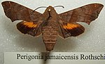 Miniatura para Perigonia jamaicensis