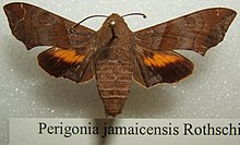 Perigonia jamaicensis sjh.JPG