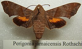 Perigonia jamaicensis