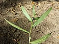 Stem with leaves