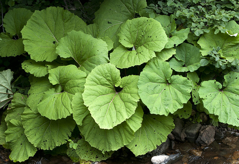 File:Petasites hybridus - Common Butterbur - Lapaza çiçeği 1.jpg