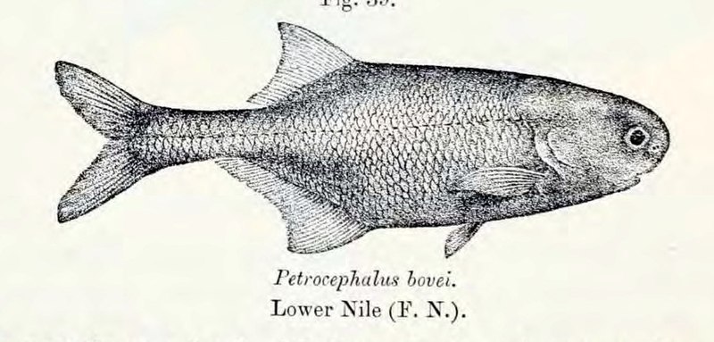 File:Petrocephalus bovei.jpg