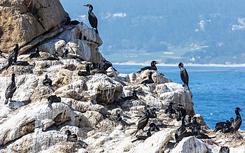 A colony of Brandt's cormorants in Point Lobos, California Phalacrocorax penicillatus (Brandt's Cormorant) colony, Point Lobos - Diliff.jpg