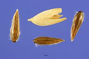 Phalaris arundinacea seeds phar3 004 php.jpg