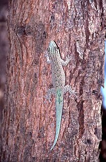 <i>Phelsuma mutabilis</i> Species of lizard