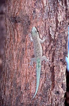 Description de l'image Phelsuma mutabilis.jpeg.