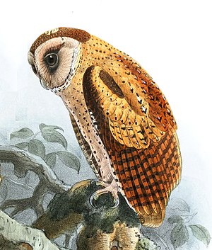 Phodilus assimilis Keulemans.jpg