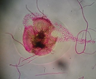 <span class="mw-page-title-main">Pycnidium</span> Fungal spore-bearing structure