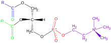 Phosphatidylcholine is the major component of lecithin. It is also a source for choline in the synthesis of acetylcholine in cholinergic neurons. Phosphatidyl-Choline.svg