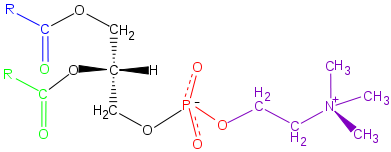 Phosphatidyl-Choline.svg