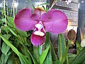 Phragmipedium kovachii - Flickr 003.jpg