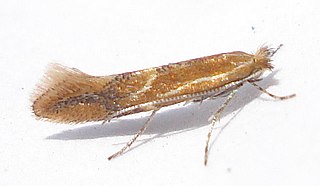 <i>Phyllonorycter</i> Genus of moths