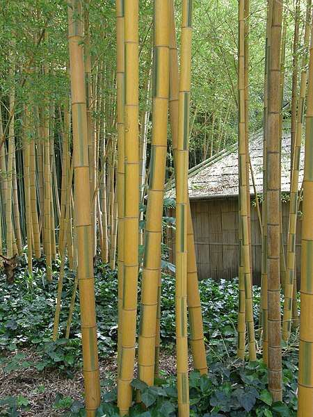 File:Phyllostachys pubescens ssp bicolor (Nakai) T.H. Wen.jpg