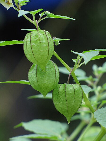 File:Physalis-minima-group-2.JPG