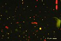 Picoplancton photosynthétique observé par microscopie à epifluorescence provenant de l'Océan Pacifique (station biologique de Roscoff)