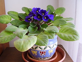 <span class="mw-page-title-main">Gesneriaceae</span> Family of flowering plants including African violets