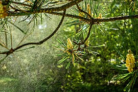 Pine releasing pollen into the wind in Tuntorp 4.jpg