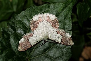 <i>Pingasa ruginaria</i> Species of moth