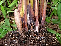 Pink rot of Areca palm.jpg