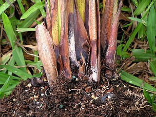 <i>Gliocladium vermoeseni</i> Species of fungus