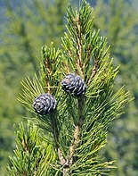 Extant Pinus cembra Cone, example of the Pinidae. Inaperturopollenites is similar to the pollen found on this genus Pinus cembra cones in Groden crop.jpg