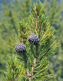 Stone pine cones in South Tyrol Pinus cembra cones in Groden crop.jpg