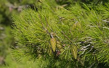 Pinus halepensis cone, Sète, Hérault 01.jpg