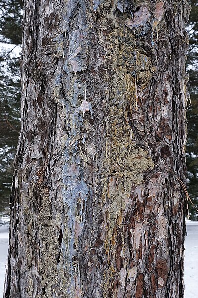 File:Pinus nigra ssp. salzmannii (Cevennes Pine) (32080171792).jpg