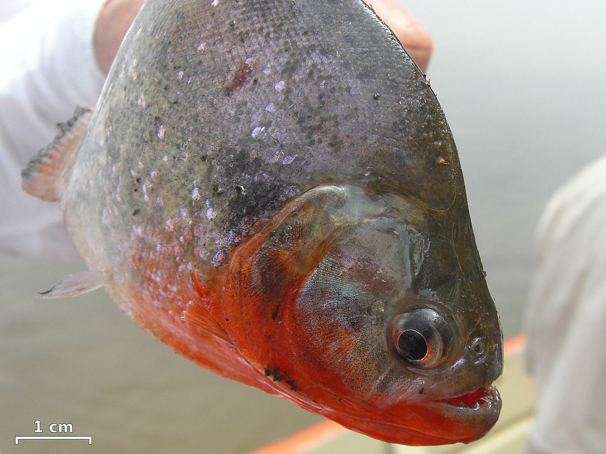 Piranha - Flickr - pellaea.jpg