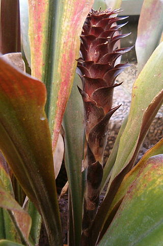 <i>Pitcairnia atrorubens</i> Species of plant