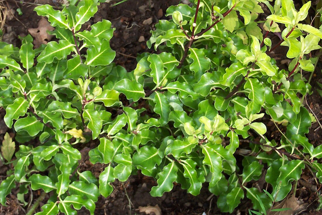 Pittosporum tenuifolium