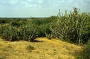 Vegetation bei den Chaukhandi-Gräbern östlich Karatschi