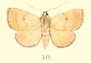 <i>Plecoptera uniformis</i> species of insect