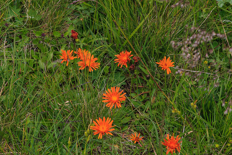 File:Plants from the Krimml Falls 23.jpg