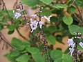 Plectranthus ernstii, 2023-06-09