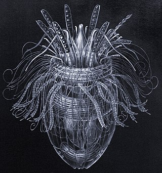 <i>Pliciloricus</i> Genus of tiny marine invertebrates