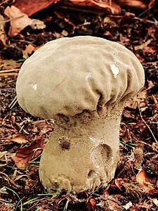 Lycoperdon perlatum (Common Puffball)