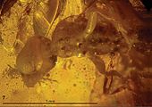 Amber-entombed specimen of the Late Cretaceous wasp Plumalexius Plumalexius ZooKeys-130-515-g002c.jpg