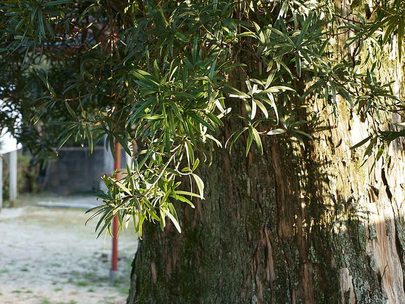 File:Podocarpus macrophyllus var. maki at Sekitoin leaves and barks.jpg