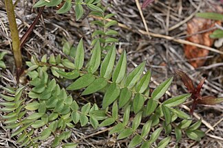 Polemonium acutiflorum