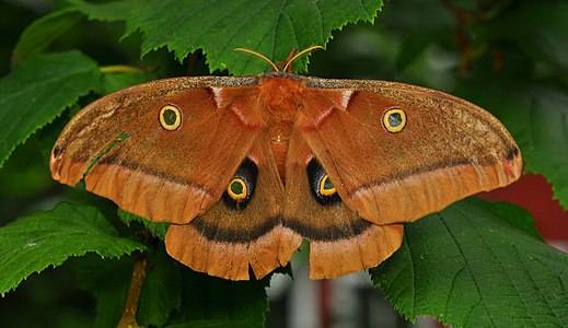 Polyphemus Moth (Antheraea polyphemus)