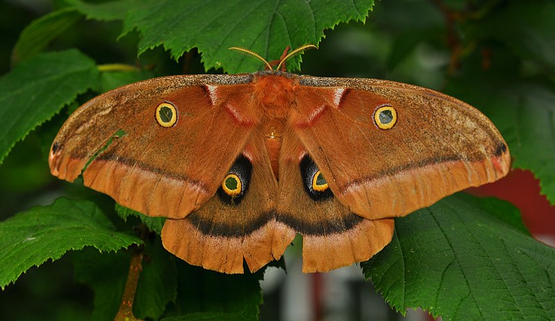 File:Polyphemus Moth (Antheraea polyphemus).JPG