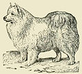 The Pomeranian or Spitz Dog