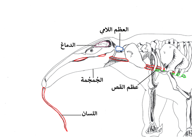 File:Posterior structure of an anteater-ar.png